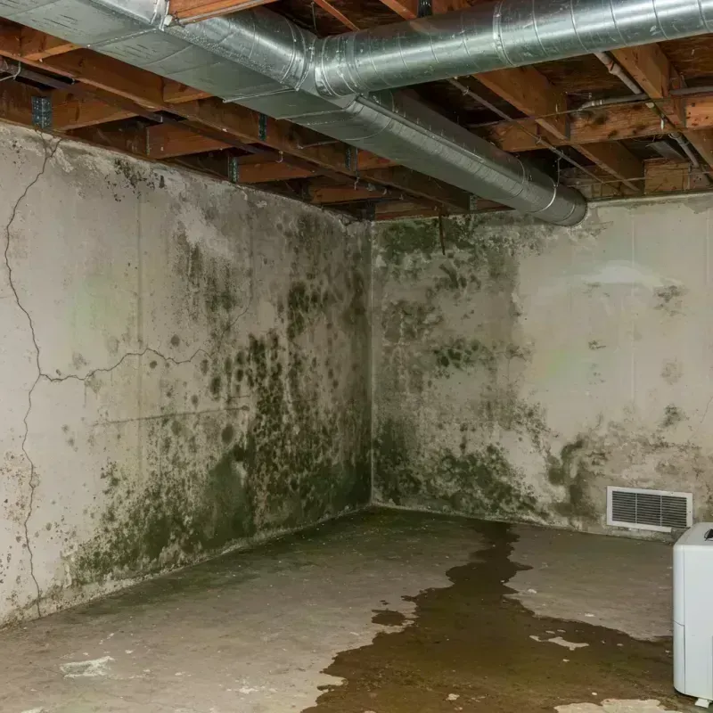 Professional Mold Removal in Woodland Hills, CA